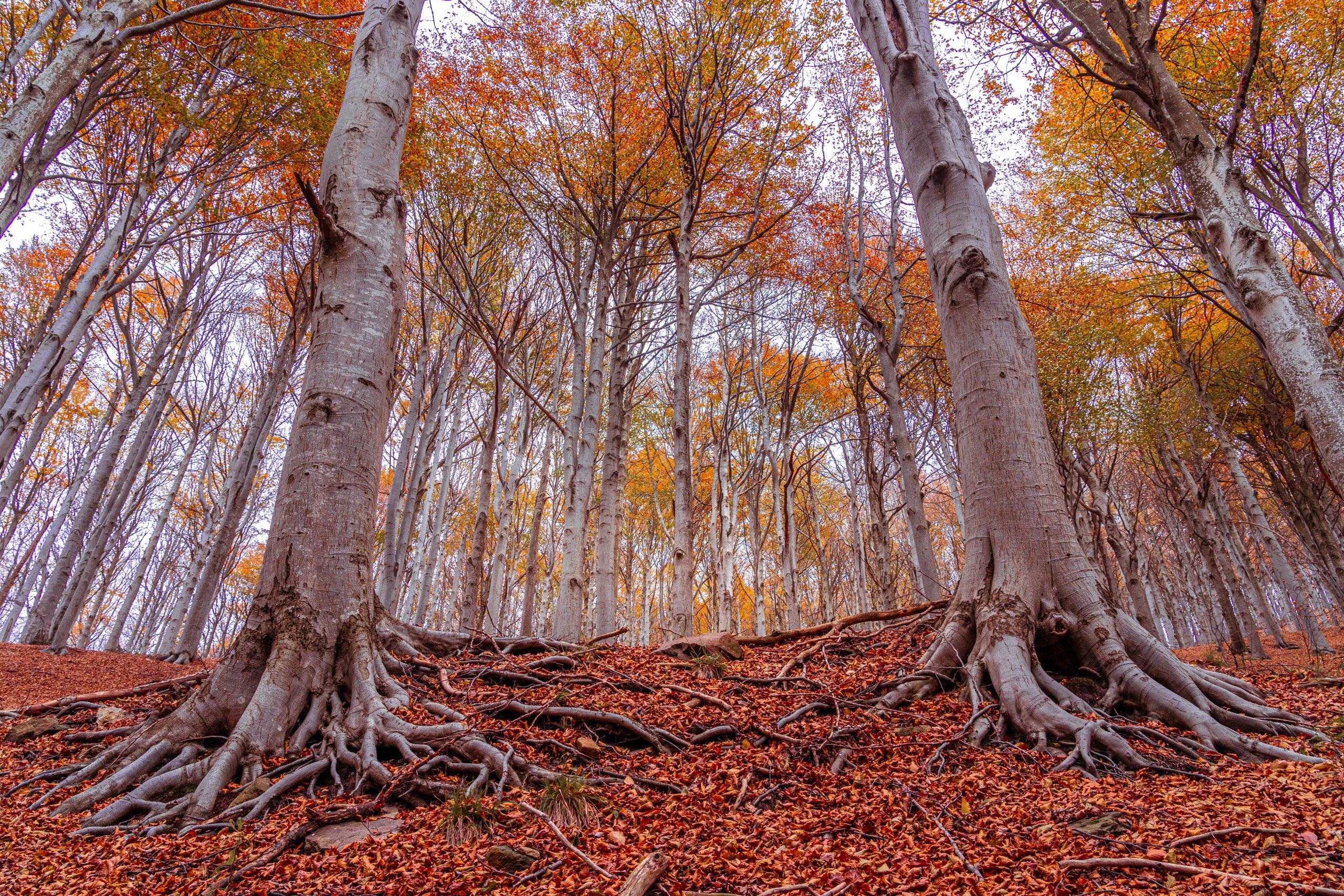 Red forest in autumn at Colle del Melogno, Italy.